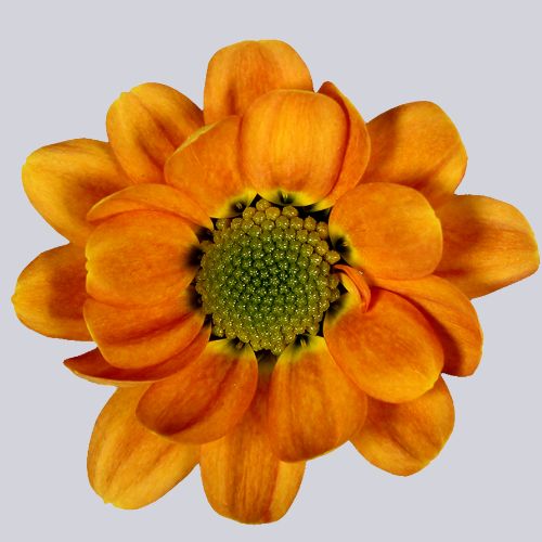 Cortese