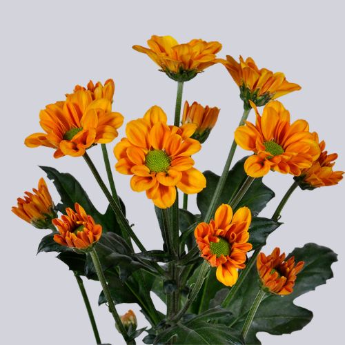 Cortese