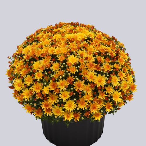 Cracklin Gold Yellow