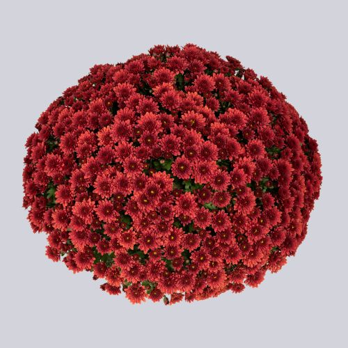 Elba Red
