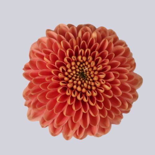 Ellison Peach