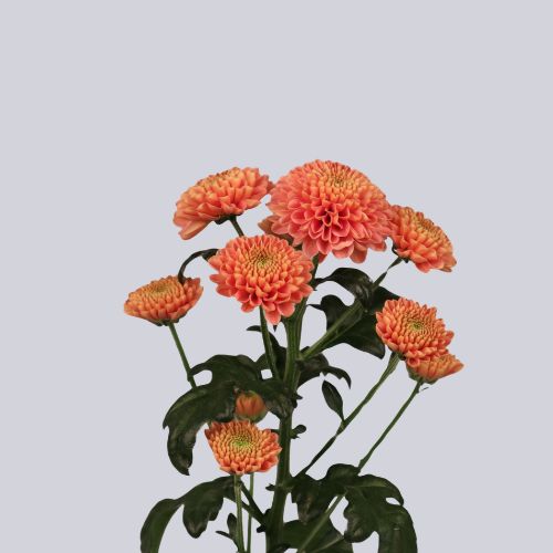 Ellison Peach