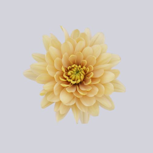 Enya Apricot