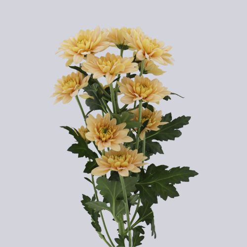 Enya Apricot