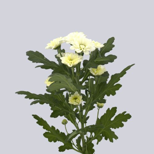 Fabiani White