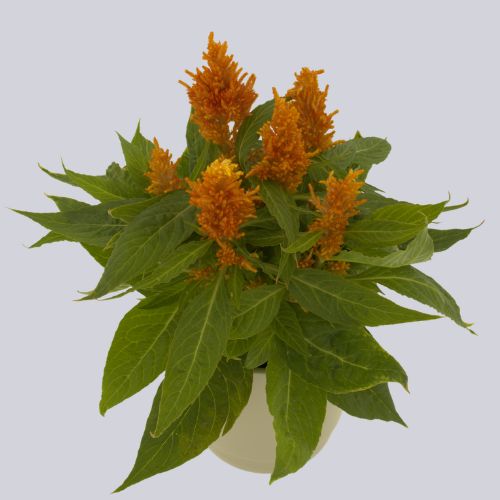 Floriosa Orange
