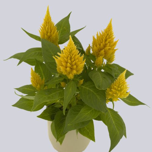 Floriosa Yellow