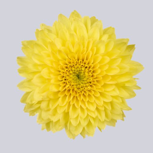 Miller Yellow