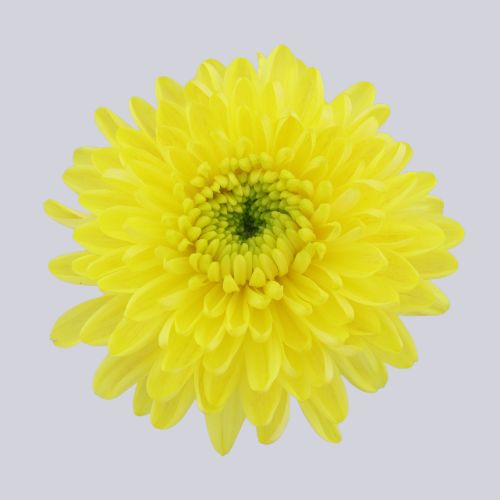 Pristine Yellow