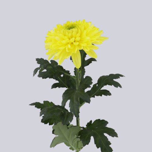 Pristine Yellow