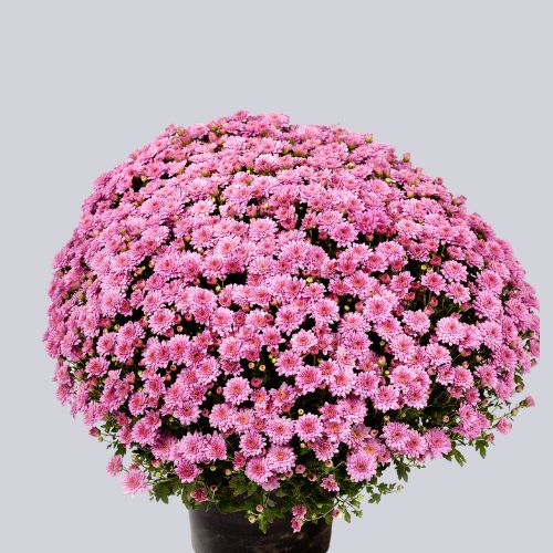 Sakina Pink