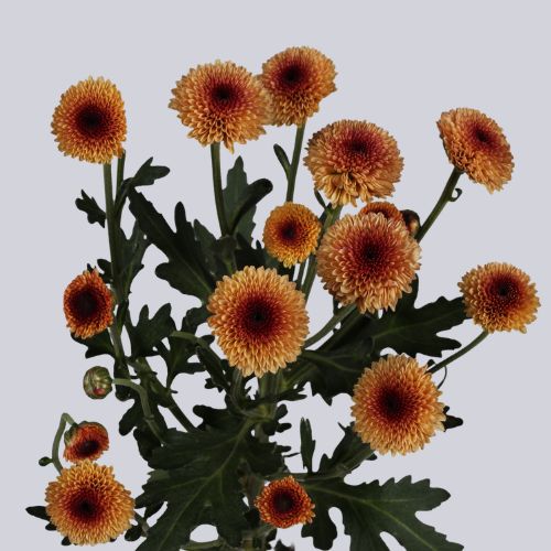 Valerio Apricot
