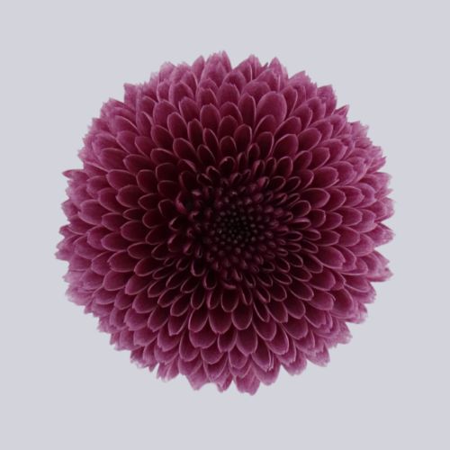 Valerio Purple