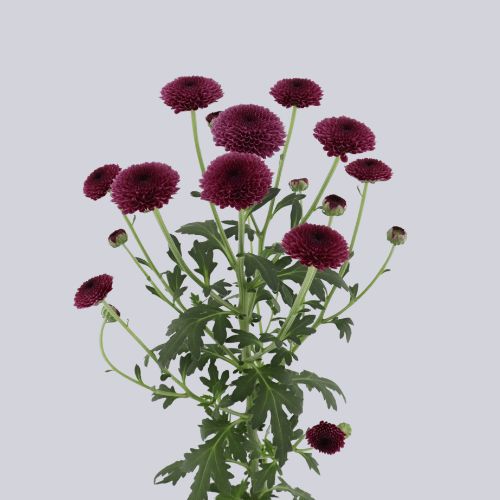 Valerio Purple