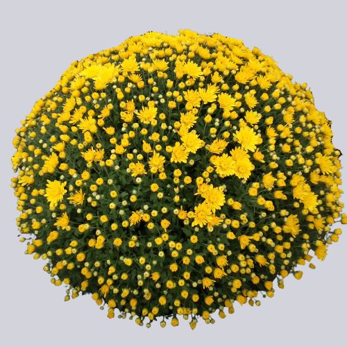 Zinger Yellow