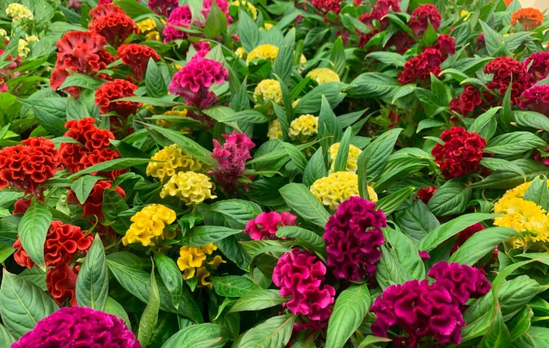 Twisted Purple Celosia