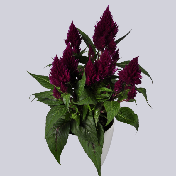 Floriosa Purple