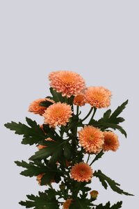 High resolution image 2