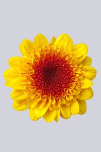 High resolution image 1