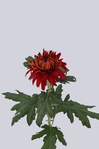 High resolution image 2