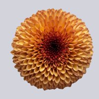 High resolution image 1