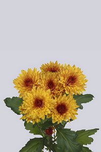 High resolution image 2