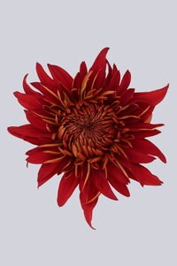 High resolution image 1