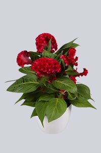 High resolution image 1