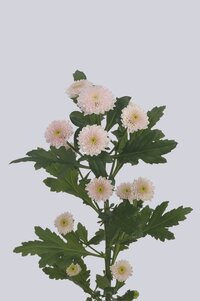 High resolution image 2