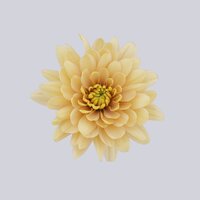 High resolution image 1