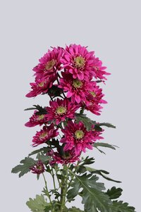 High resolution image 2