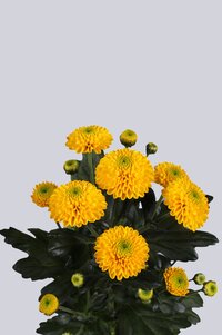 High resolution image 1