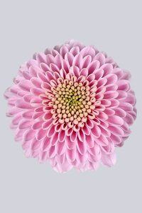 High resolution image 1