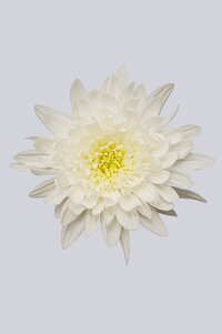 High resolution image 1
