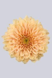 High resolution image 1
