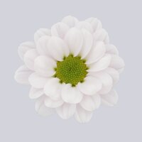 High resolution image 1