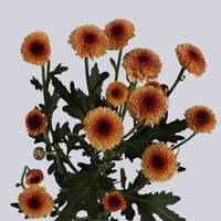 High resolution image 2