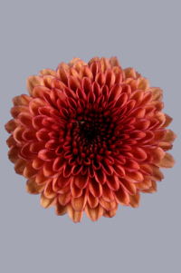 High resolution image 1
