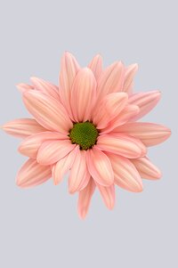 High resolution image 2