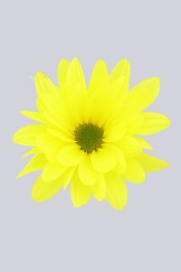 High resolution image 1