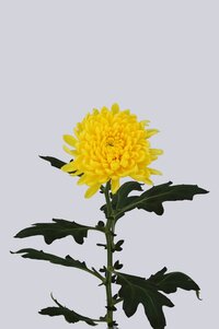 High resolution image 2