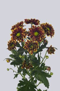 High resolution image 2