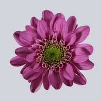 High resolution image 1