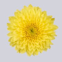 High resolution image 1