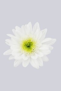 High resolution image 1