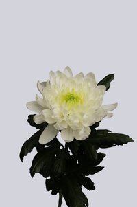 High resolution image 1