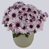 High resolution image 1