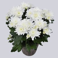 High resolution image 1