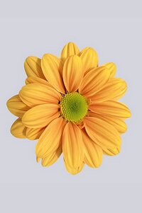 High resolution image 1