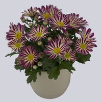 High resolution image 1